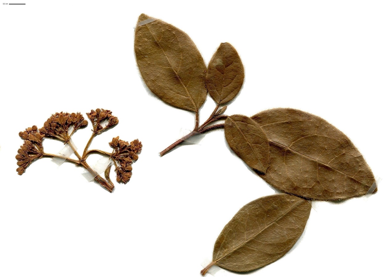 Viburnum tinus subsp. tinus (Adoxaceae)